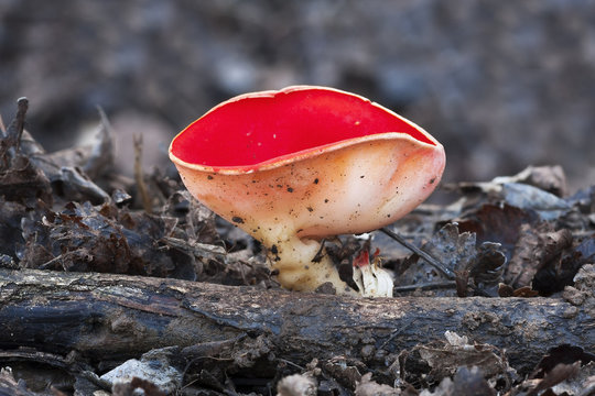 Sarcoscypha Coccinea Growing Up A Dead Trunk