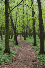 lane path in green spring forest full of white flowers landscape