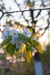 spring tree with white flowers and green leaf in orchard garden
