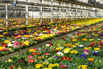 Primula plantation at a floriculture farm