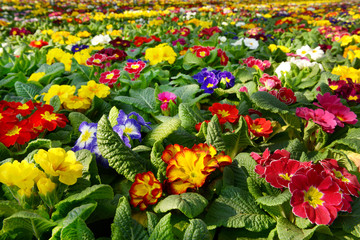 Large selection of colorful primroses