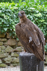 Cinereous Vulture