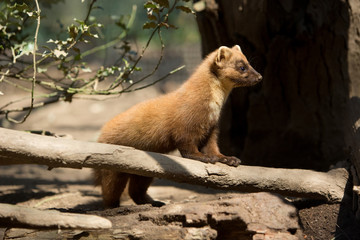 Pine marten
