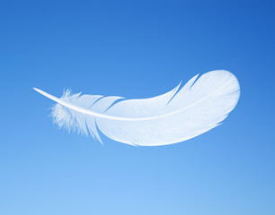 feather on the background of blue sky
