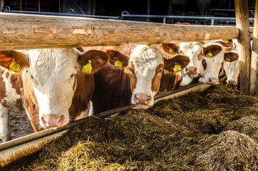 Kühe beim Füttern im Stall