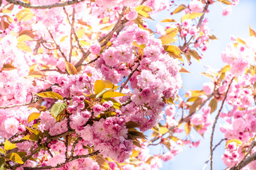 Baum mit rosa Blüten im Frühling