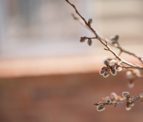 Aspen in Spring