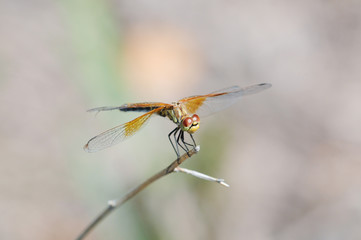 A Band-winged Meadowhawk dragonfly rests on a branch in the mid-