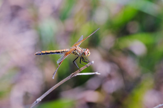 A Band-winged Meadowhawk dragonfly rests on a branch in the mid-