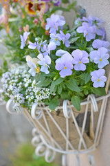 ブルーのビオラのバスケット