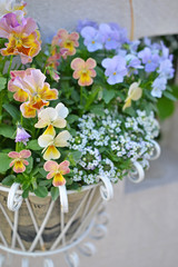 パンジーとビオラのウォールバスケット