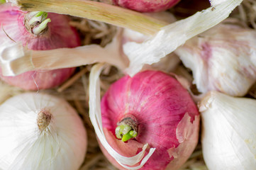 Onion and garlic