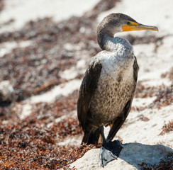 Double-crested Cormorant rests on the beach in Mexico