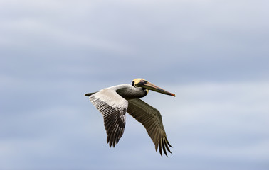 Fototapeta na wymiar Pelican Flying Closeup Head and Wings
