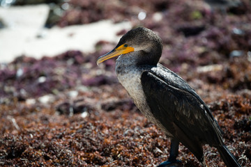 Double-crested Cormorant rests on the beach in Mexico