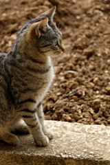 Obraz premium Tabby cat in the garden, defocused soil in the background.