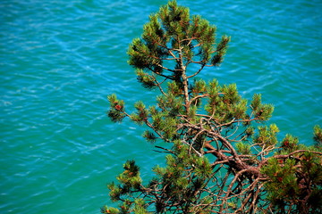 Vegetation am Plansee