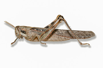 Gray Boird Grasshopper-Isolated on White Background with Drop Sh