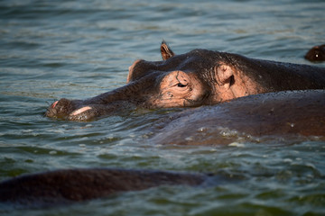 A hippopotamus stands in the Nile River in Uganda
