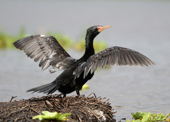 A Long-tailed Cormorant dries its wings in the sun.