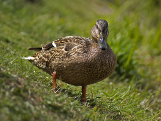 kaczka © Henryk Olszewski