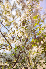 Beautiful blossom. Background with flowers on a spring day.