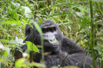 A wild Mountain Gorilla sits in dense foliage in the Bwindi Impe