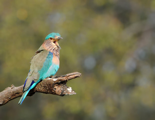 An Indian Roller rests in the hot mid-day sun in India