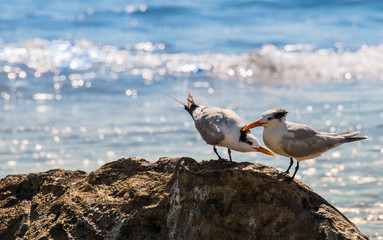 Royal Terns on Rocks in Mexico