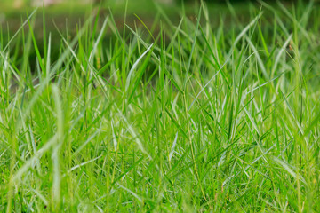 Green grass