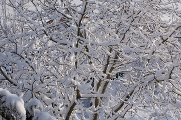 tree brunches under snow