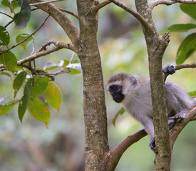 Vervet Monkey watches from a tree in Uganda