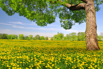 Tree on dandelion field. Spring landscape.