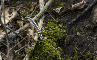 Garter Snake