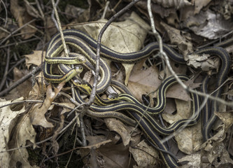 Garter Snakes