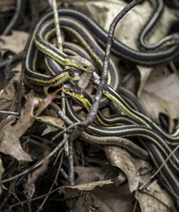 Garter Snakes