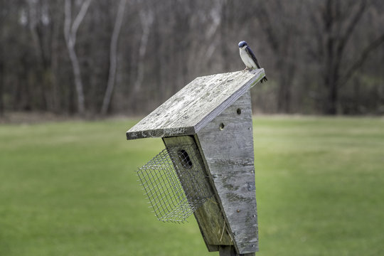 Swallows on a birdhouse