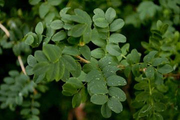 Obraz premium Green leaves