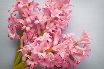 Hyacinth.