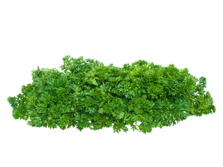 Fresh parsley bunch isolated on white background