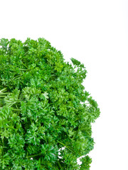 Obraz premium Fresh parsley bunch isolated on white background