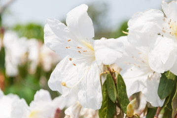 Flowers white Rhododendron
