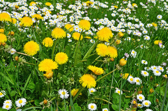 Fototapeta löwenzahn, blumen, wiese