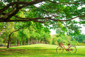Red bicycle on green grass