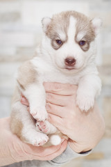 Very little puppy Siberian husky.