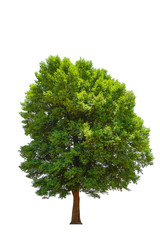 Irvingia malayana also known as Wild Almond, tropical tree in th