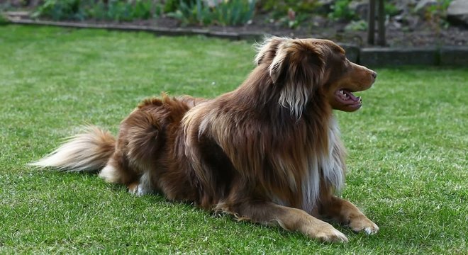 Australian Shepherd