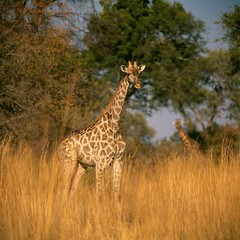 giraffe