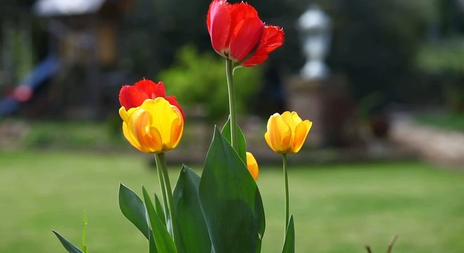 Tulpen