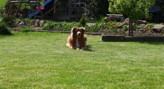 Australian Shepherd